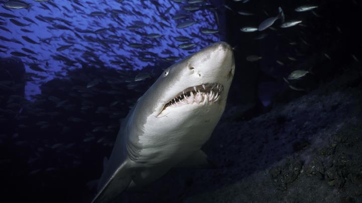 Акулу-убийцу выловили в Хургаде. Туристы в растерянности