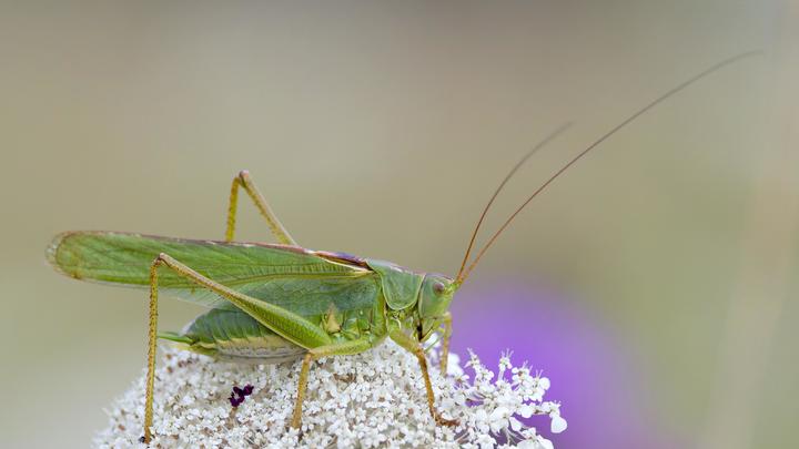Лапша, печенье и даже сыр. Русским вновь пытаются скормить насекомых в виде еды. Что это значит?