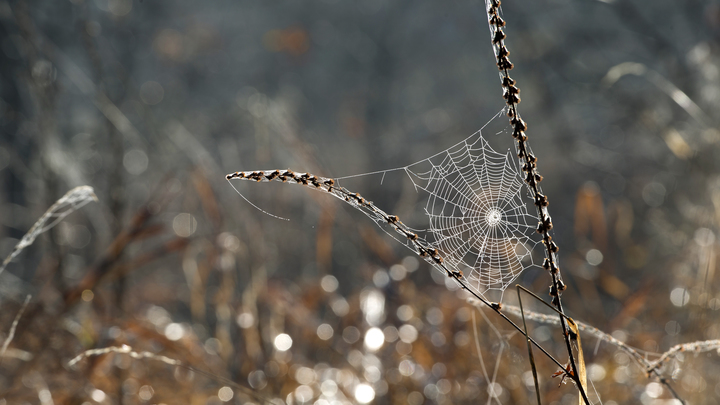 Паутина помогает паукам слышать посторонние звуки