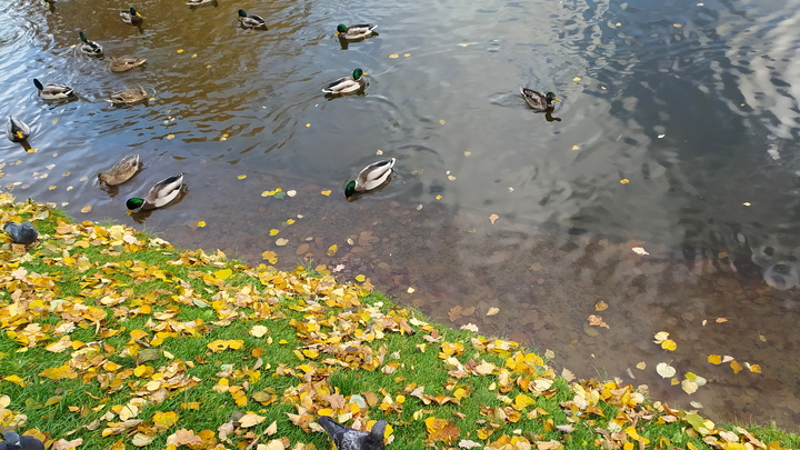 В Москве ввели карантин. Эксперт рассказал, как не подхватить птичий грипп