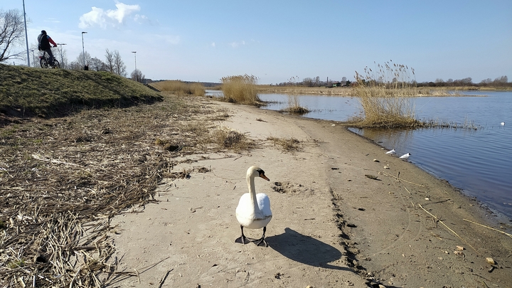 Ручного лебедя показал глава Минприроды Новосибирской области