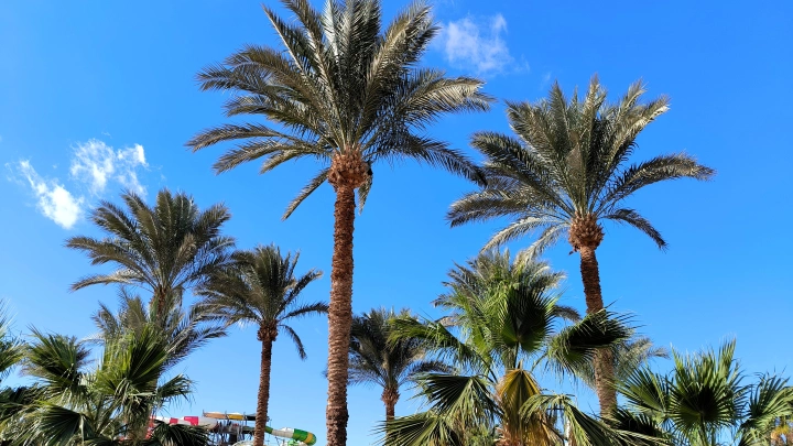 Тошнота и обмороки: опасный ротавирус косит русских туристов на курортах Египта