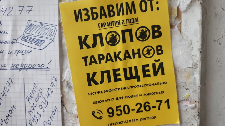 Жители екатеринбургской многоэтажки жалуются на нашествие тараканов