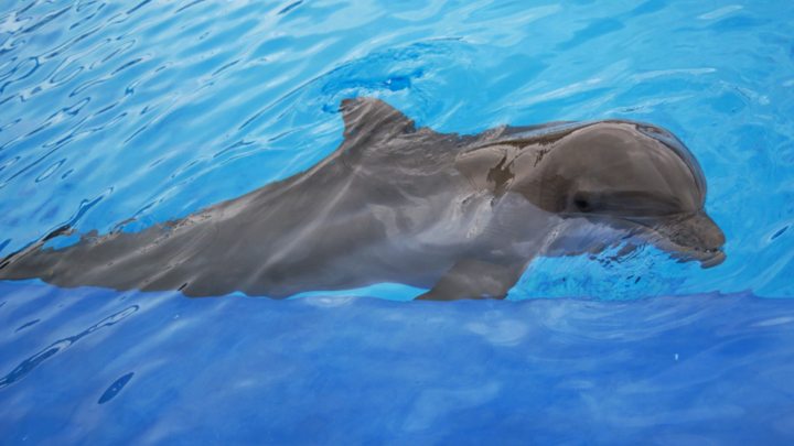 Дельфины стали смелее: В Анапе туристов предупредили об опасности на берегу