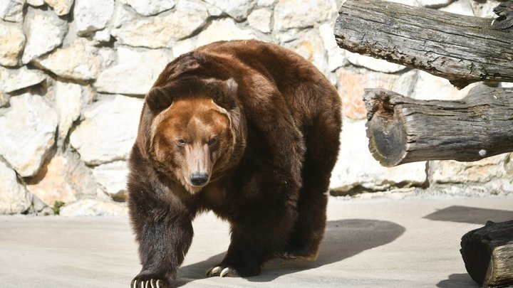В Сочи дикие медведи загрызли 11-летнего мальчика