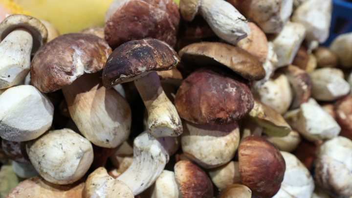 Бешеный сбор белых грибов начинается: Раскрыта хитрость грибников о разведчиках и армии