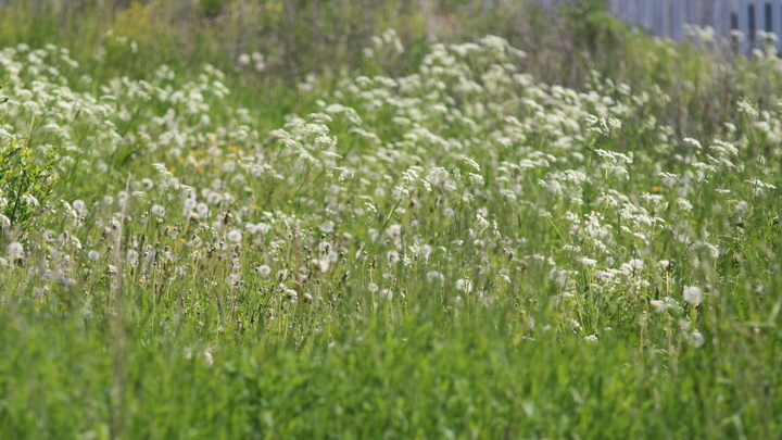 Что известно о вирусе Хасеки от клещей: отвечает эксперт