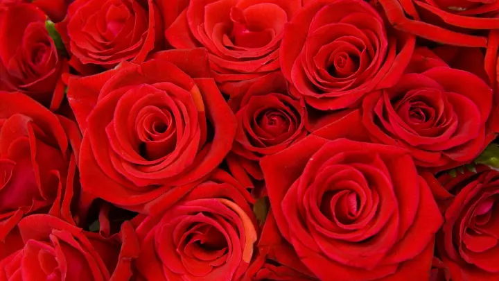 Розы с сюрпризом: В Россию контрабандой завезли цветы с наркотиками