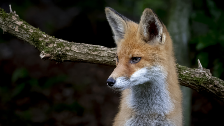 Бешеные лисы атакуют челябинцев: введён карантин