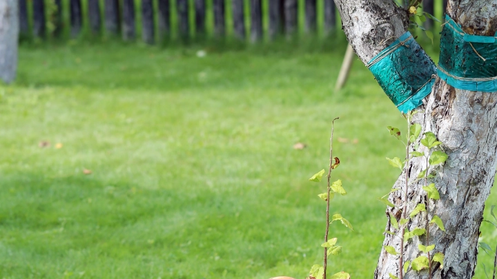 Лунный календарь огородника и садовода на 2 сентября: чем заняться на даче во вторник
