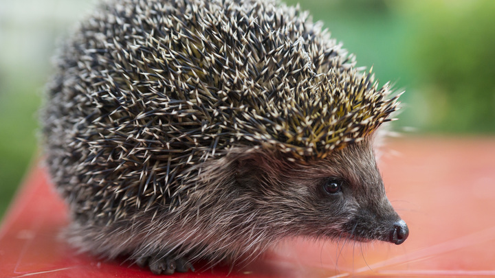 Бешенство бывает даже у ежей. Эксперт предупредил об опасности, исходящей от диких животных