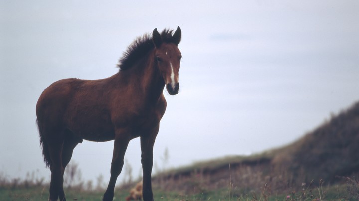 Я жёсткий: кубанский казак на камеру перерезал горло коню за непослушание