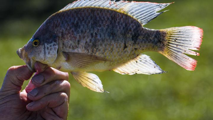 В Краснодарском крае начнут разводить африканскую рыбу, которая умеет бороться с водорослями