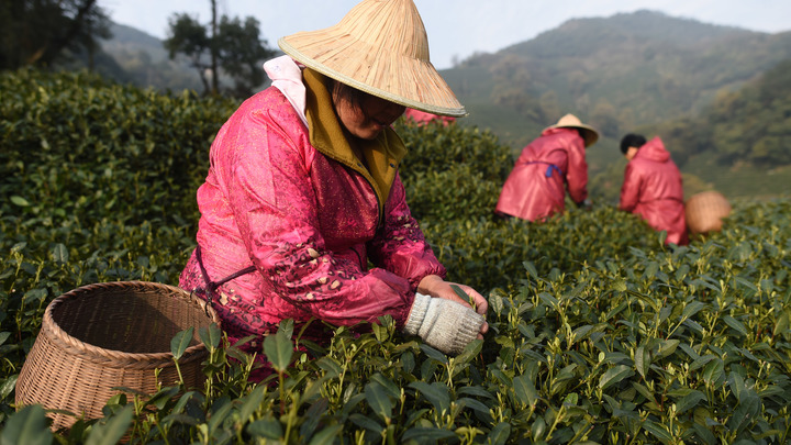 Поможет, но не всем? Учёные рассказали, как зелёный чай останавливает рак
