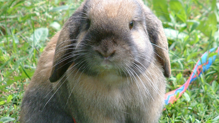Дачникам разрешили разводить кроликов и кур. Но с одним условием
