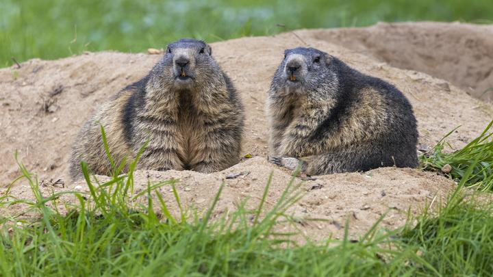 Самая сильная армия Европы вынудила своих бойцов есть сурков и зайцев
