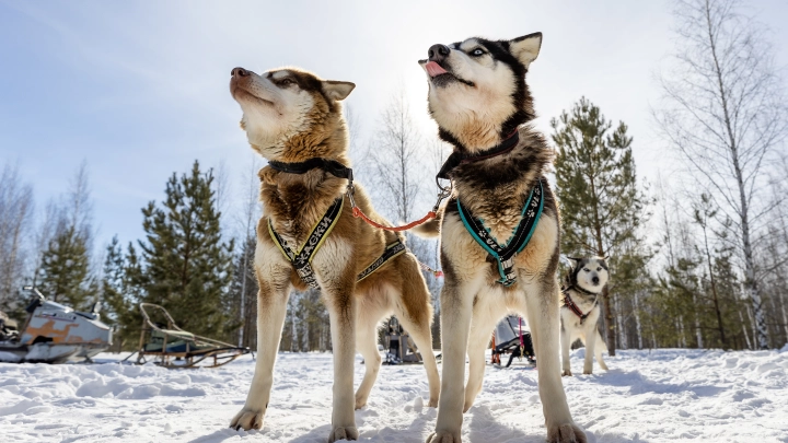 В Нижегородской области хаски из закрывшегося Терраски парка ищут новый дом