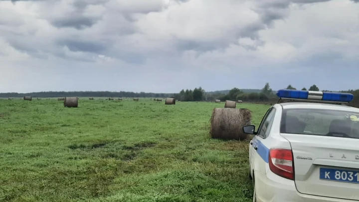 В Челябинской области съели лебедей