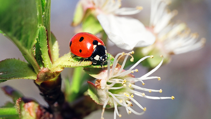 Нашествие божьих коровок в Анапе: стала известна причина