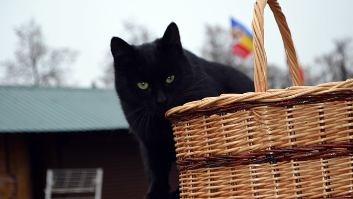 Ермилов день 26 января: как кошки лечили людей и находили гиблые места