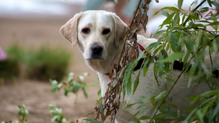 Терпение и подкрепление: кинолог рассказал, как не испортить пса