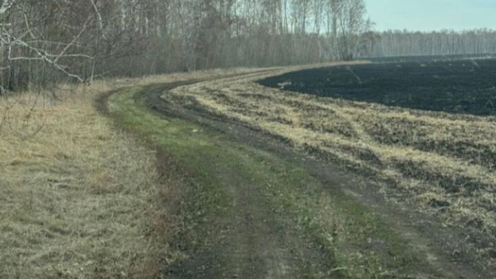 Кузбассовцы спутали пал сухой травы с лесным пожаром