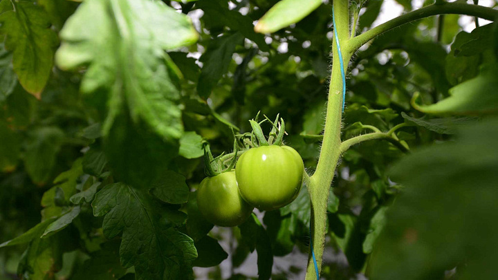 С начала года на поддержку аграриев Кубани направили 2,1 млрд рублей