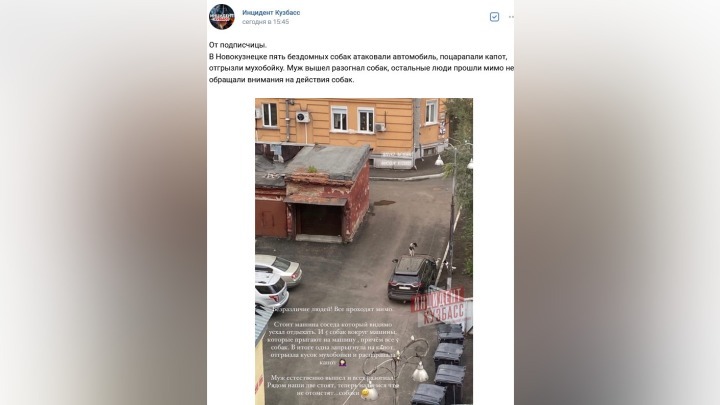 Стая бездомных собак атаковала автомобиль во дворе дома в Новокузнецке