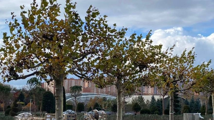 Строящийся в Краснодаре Парк облаков будет в 2,5 раза больше Японского сада