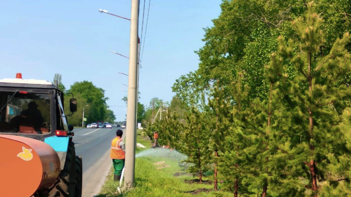 Всё зеленее: в Челябинске высадили 196 новых деревьев
