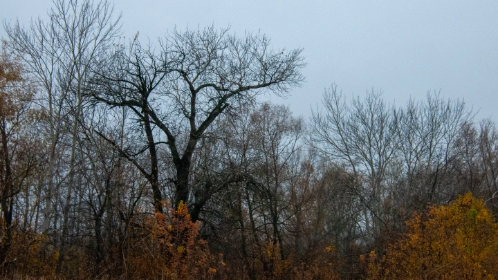 В ЛизаАлерт назвали основную версию пропажи Усольцевых