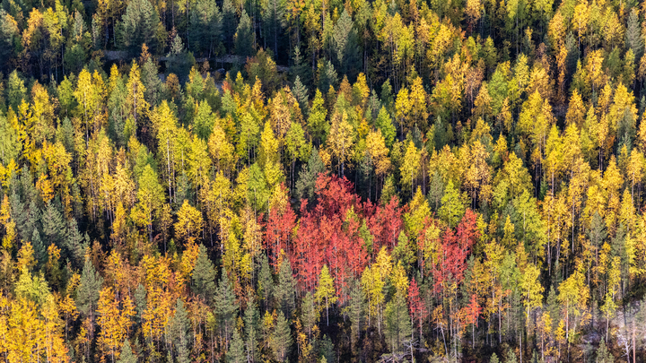 В Сочи спасатели два часа искали мужчину, который заблудился в лесу