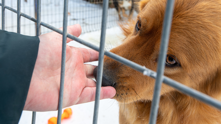 Первая в мире собака на протезах вместо лап переезжает из Краснодара в Лондон
