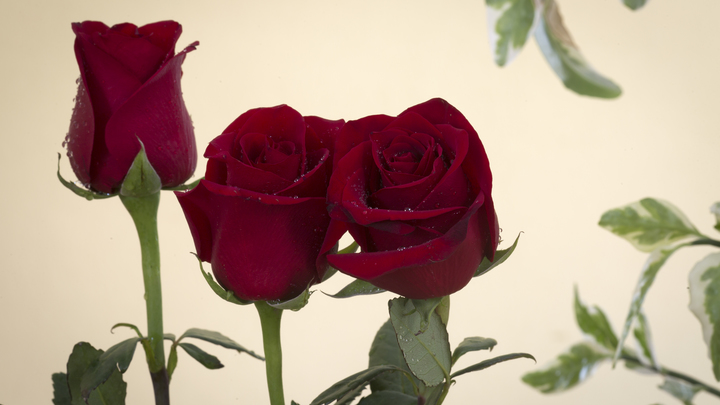 В Краснодаре в честь 8 Марта пройдут онлайн-мероприятия