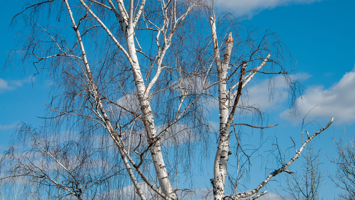 Народные приметы на Березовый день 11 апреля: о берёзах «живых» и «мёртвых» и берёзовых розгах