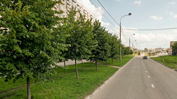 В Музыкальном в микрорайоне Краснодара высадят 20 лип с улицы Московской