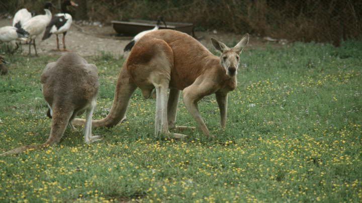 Мужчина погиб во время драки с кенгуру на ферме в США
