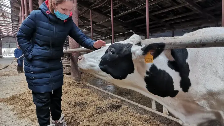 В Новосибирской области завершено изъятие животных из очагов пастереллеза