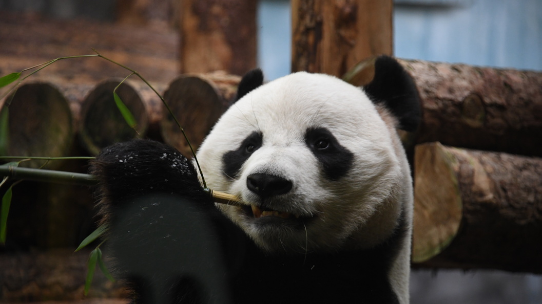 Маленькая панда из Московского зоопарка начала вставать на четыре лапы