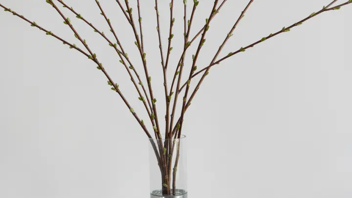 Как утилизировать прошлогоднюю вербу