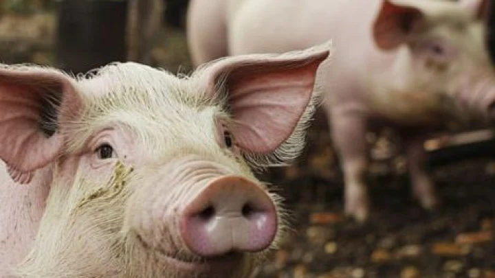 Ветеринары молчат: какую болезнь скрывают за изъятием 300 свиней в Кемерове