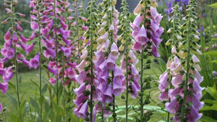 Вороний глаз, наперстянка и другие: в Роспотребнадзоре рассказали об опасных ягодах и растениях