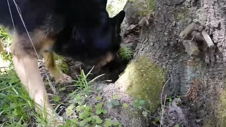 Осторожно, в лесу стало опасно: Наркокурьеры заложили Подмосковье