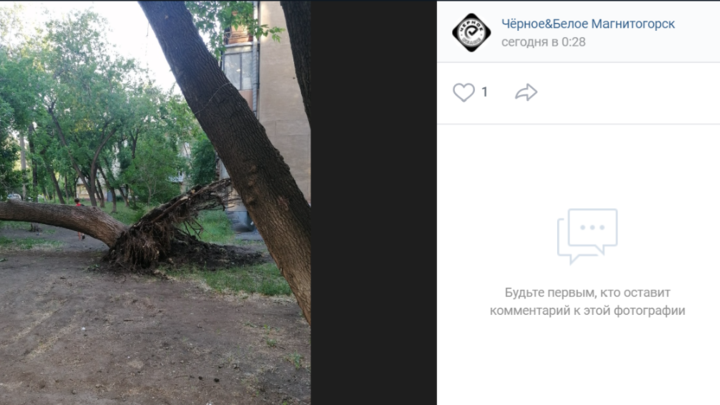 В Магнитогорске деревья падают в безветренную погоду