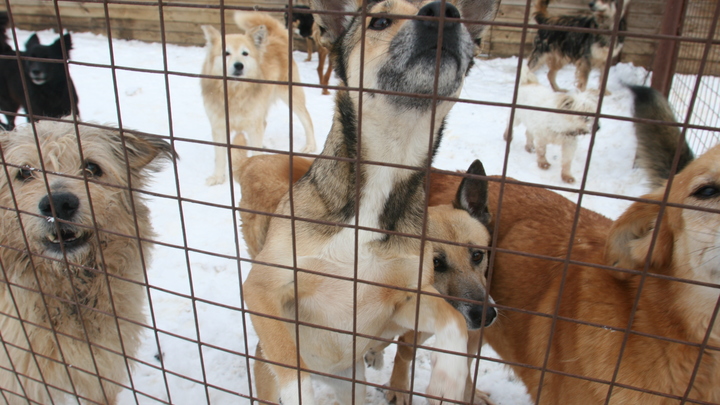 Чиновники рассмешили соцсети перепиской: С собаками проведена беседа