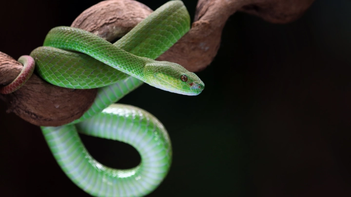 Слово сегодня особо опасно: День Антипы Змеевника в России. Что можно и нельзя делать 24 апреля - народные приметы