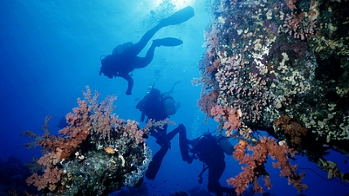 Плюс ещё одна фобия: Жуткая трагедия в Краснодарском крае. Дайвер умер в мучениях - про него забыл инструктор