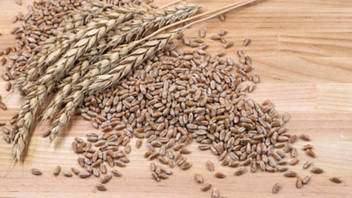 Запрет на поставки украинского зерна в Польшу и Венгрию разозлил Еврокомиссию