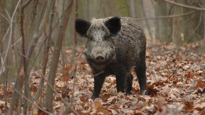 Буферную зону от африканской чумы свиней создают в Кузбассе