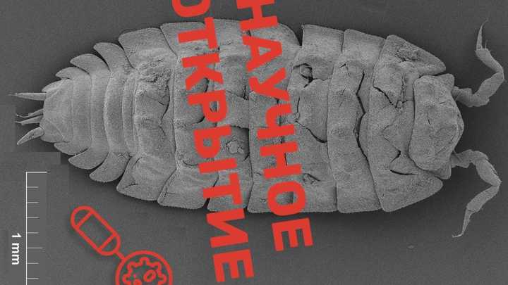 В Утрише обнаружен новый вид мокриц